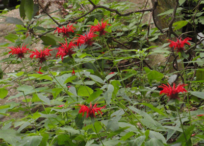 Red Flowers